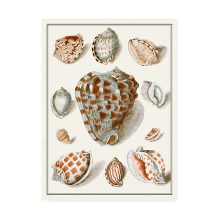 Vision Studio 'Collected Shells VIII' Canvas Art,35x47
